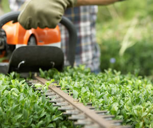 Hedge Trimming Medway Kent